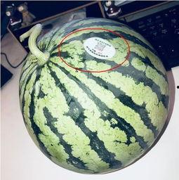 景德镇网红吃瓜,揭秘幕后故事与热门话题