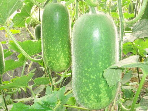 51cg今日大瓜必吃大瓜莫里,莫里今日大瓜，必吃大瓜解析